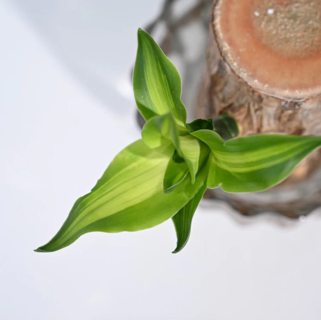 Planta de Pau-Brasil da Sorte em Vaso • Gardenizi 