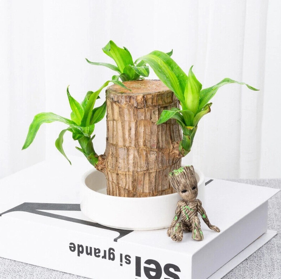 Planta de Pau-Brasil da Sorte em Vaso • Gardenizi 