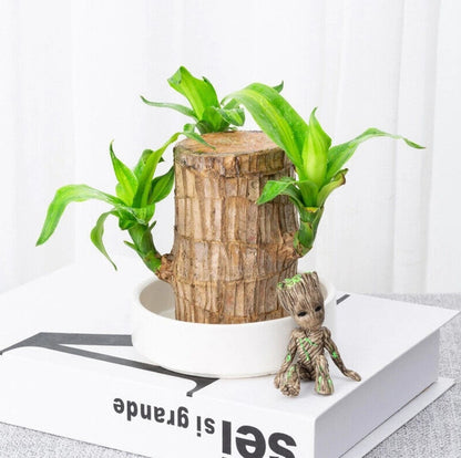 Planta de Pau-Brasil da Sorte em Vaso • Gardenizi 