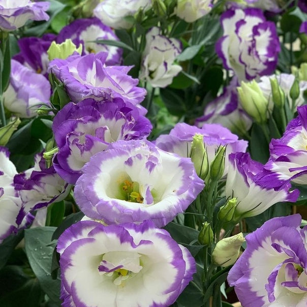 Sementes de Rosa Sem Espinhos • Gardenizi (500 Sementes | Mistura Azul e Rosa Neblina) 