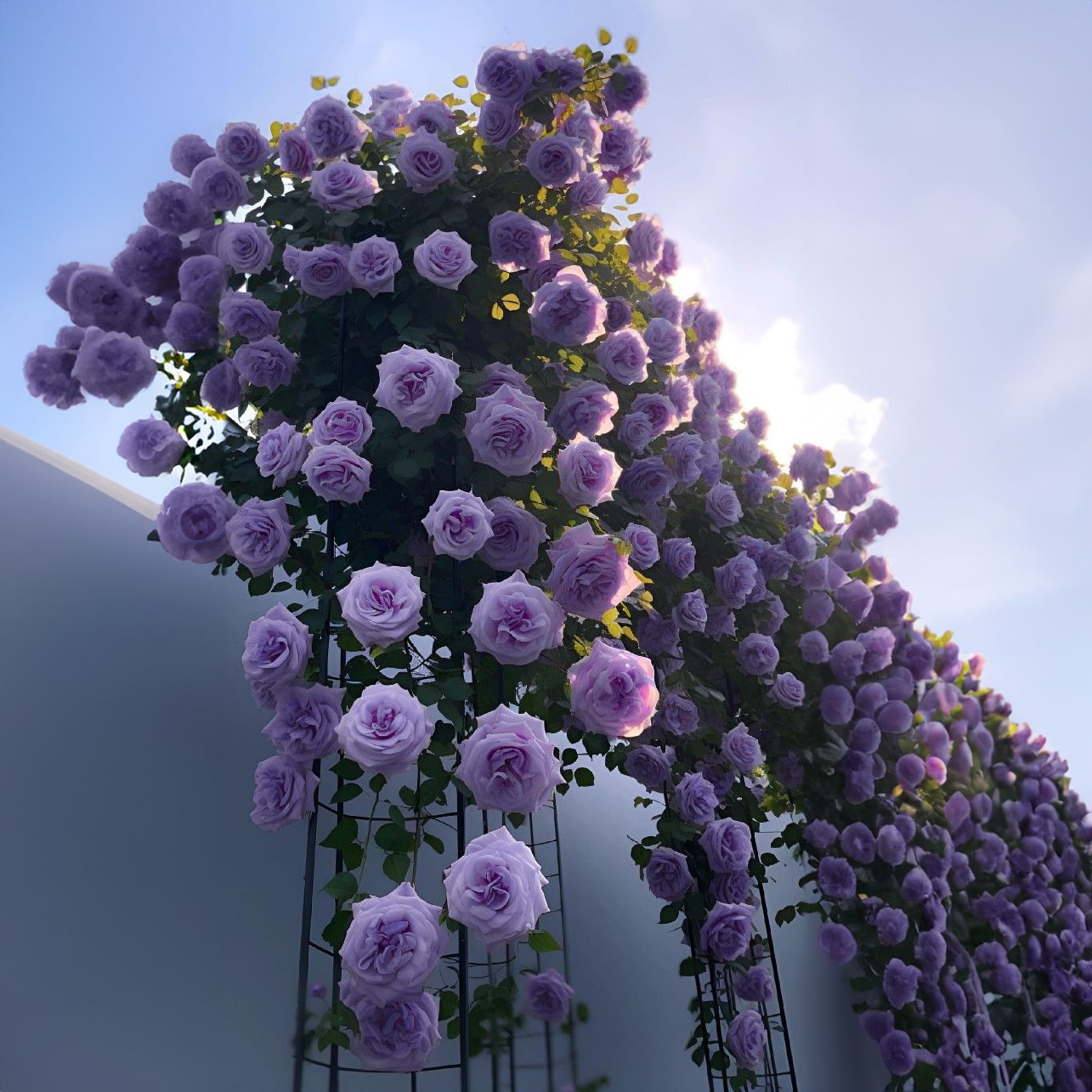 climbing roses from seeds Royal Climbing Rose Seeds • Gardenizi