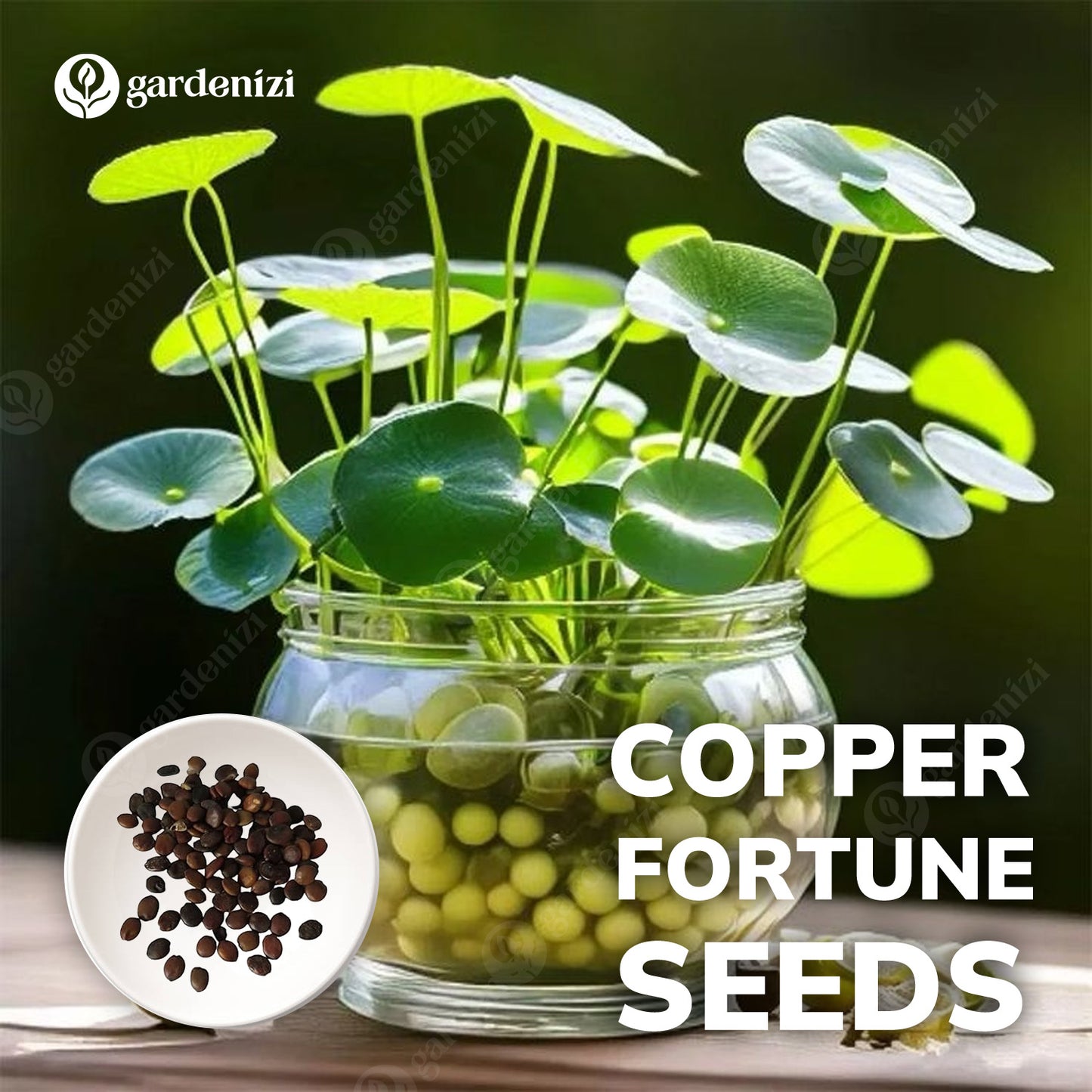 Sementes de Cobre da Fortuna • Gardenizi 