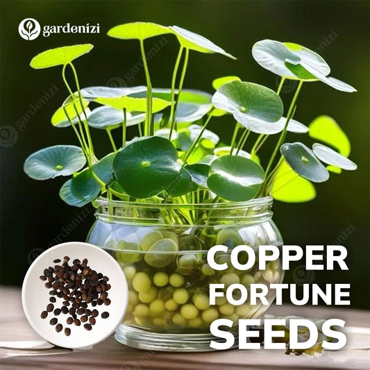 Sementes de Cobre da Fortuna • Gardenizi 
