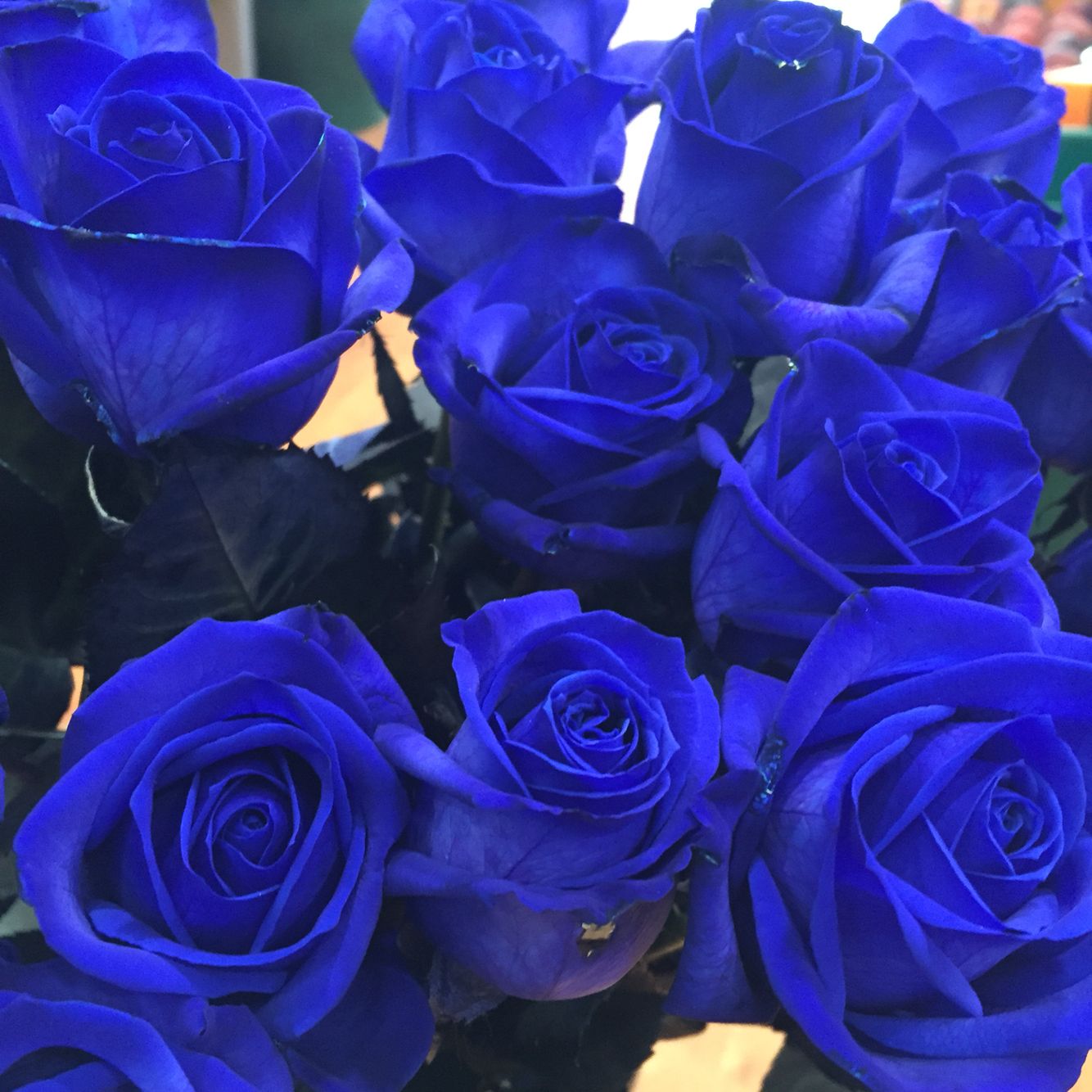 Sementes de Rosa Encantadora Azul 
