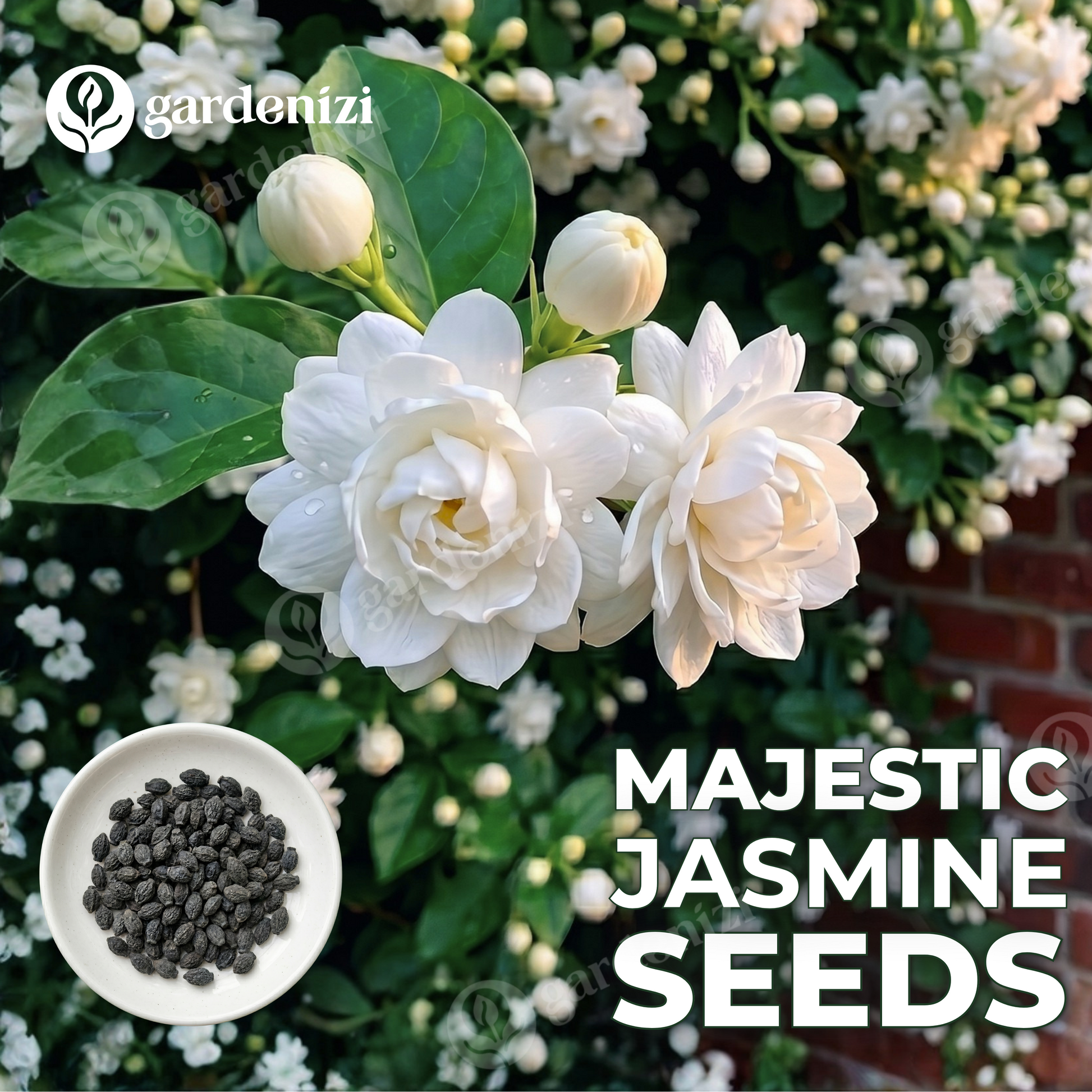 jasmine seeds for planting Majestic Jasmine Seeds • Gardenizi