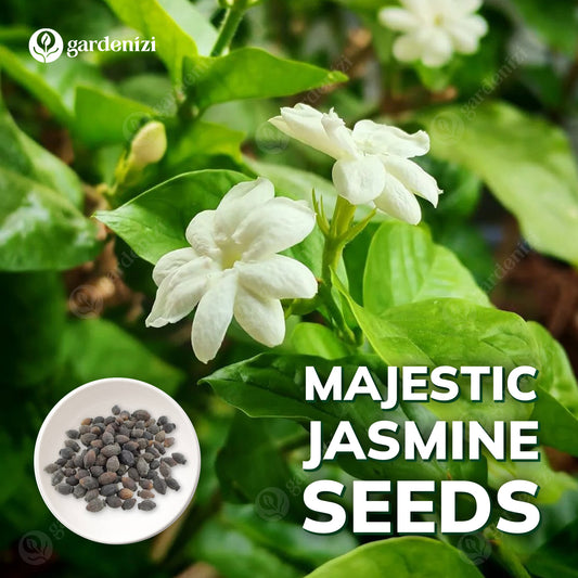 Sementes de Jasmim Majestosas
