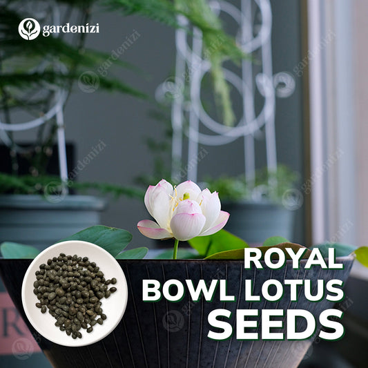 Sementes de Lótus Premium Bowl