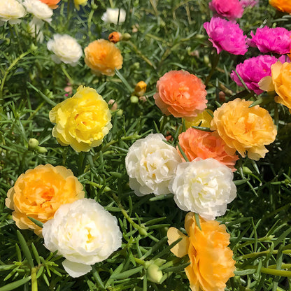 table rose seeds Moss Rose Seeds (Mix) • Gardenizi