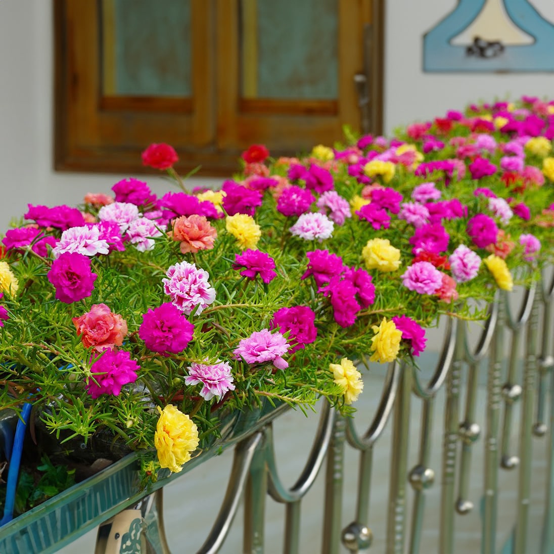 moss rose seeds germination Moss Rose Seeds (Mix) • Gardenizi