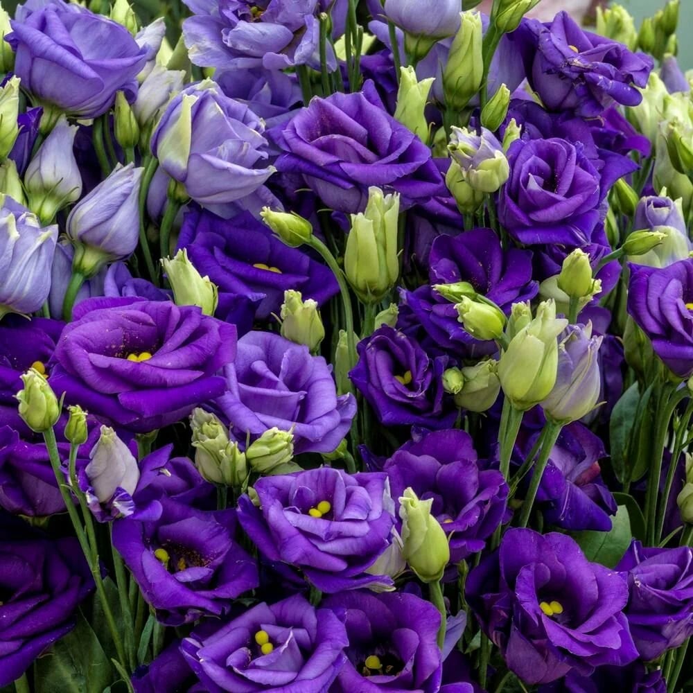 Sementes de Rosa Sem Espinhos • Gardenizi (500 Sementes | Mistura Azul e Rosa Neblina) 