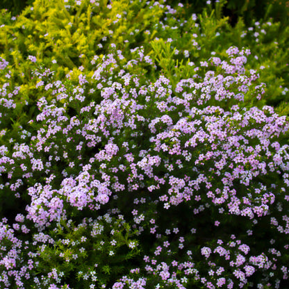 Semente de Diosma 'Rosa' 