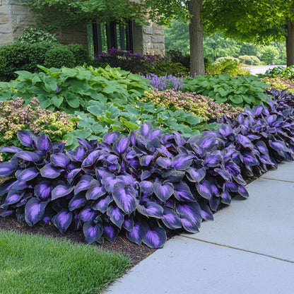Sementes raras de flores de Hosta • Gardenizi