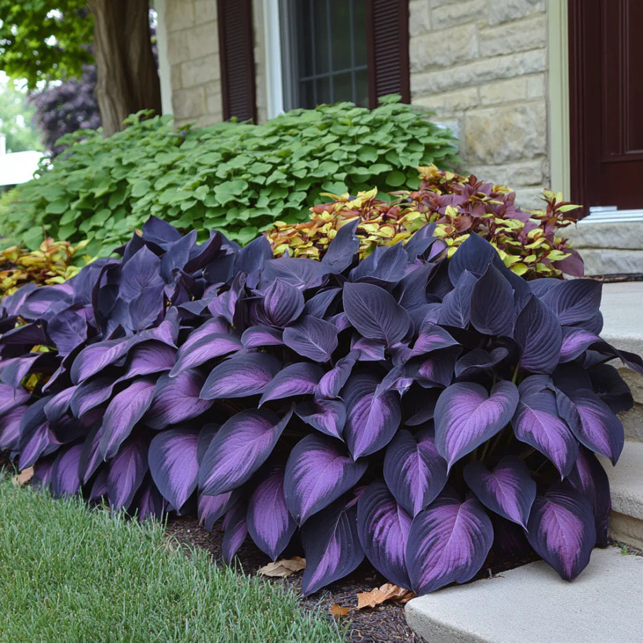 Sementes raras de flores de Hosta • Gardenizi