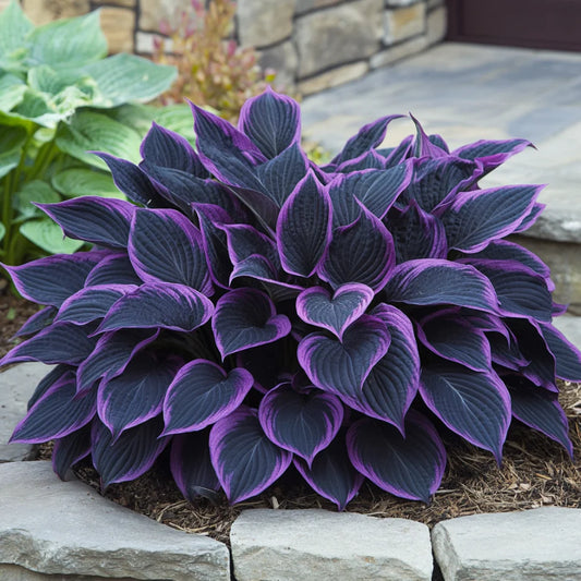 Sementes raras de flores de Hosta • Gardenizi