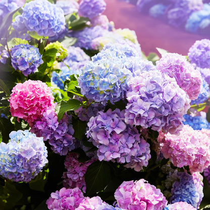 Sementes de Hortênsia Real | Gardenizi
