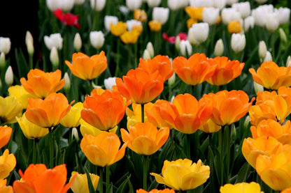 Bulbos de tulipa holandesa premium • Gardenizi